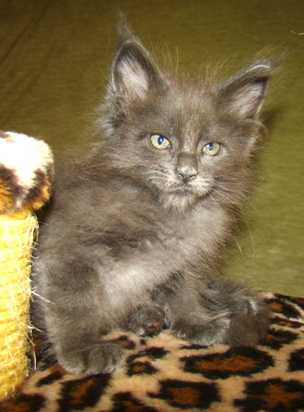 ���� ��� ������� ��������� Catsvill County!  ���� ����! ������ ������ ���� ���! ���� ��� ������ ������ � ����� ����!!! �������� ���� ����� Catsvill County +7-926-544-74-09  ���� ��� �������� ������. ���� ��� ������, ���� ��� �������, ���� ��� ������,  ���� ��� ����, ���� ��� ��������, ���� ����,  ������ ������ ���� ���,  ������ ����-����, ����� ������� ������ �����, ����� ����� ������!